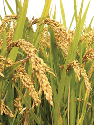 Удобрения для риса