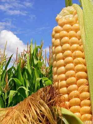 Удобрения для выращивания сорговых культур и кукурузы