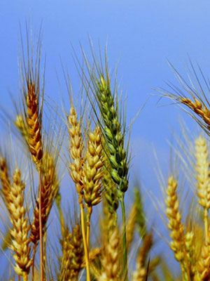 Удобрения для зерновых культур: пшеница, рожь, овёс